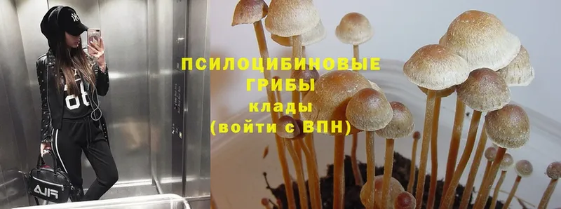 наркотики  ОМГ ОМГ ONION  Псилоцибиновые грибы Magic Shrooms  Жуковка 